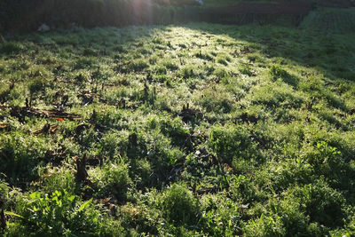 Scenic view of grass