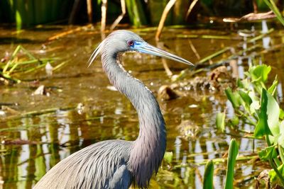 Close-up of gray heron in water