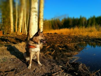 Dog on field