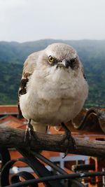 Close-up of owl perching