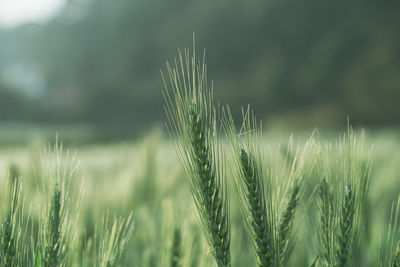 Close-up of wheat growing on field