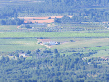 Scenic view of agricultural field