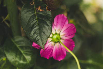 Close-up of pink flowering plant