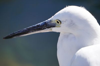 Close-up of heron