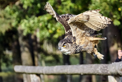 Close-up of a bird flying