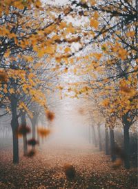 Trees during autumn