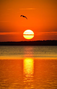 Silhouette bird flying over sea against orange sky