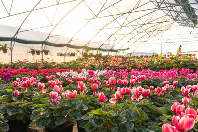 Close-up of pink flowering plants in greenhouse