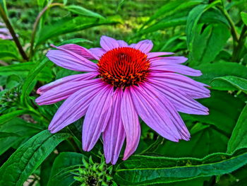 Close-up of purple flower