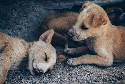 Two dogs resting