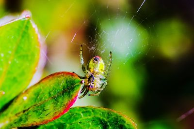 Close-up of spider on web