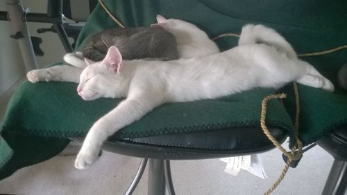 Cat sleeping on sofa