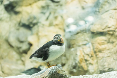 Close-up of bird perching on rock