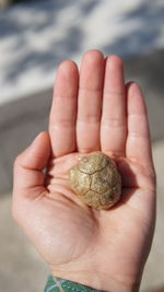 Close-up of hand holding shell