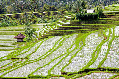 Scenic view of agricultural field