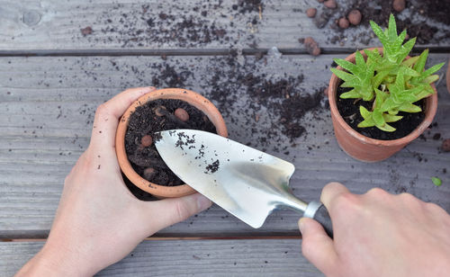 Midsection of person holding potted plant on table