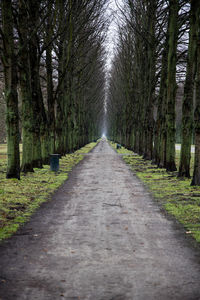 Road amidst trees in forest