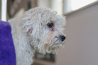 Dog after getting haircut with scissors at grooming salon and pet spa