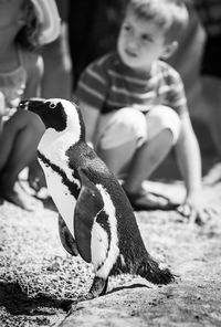 Close-up of penguin against children on sand at beach