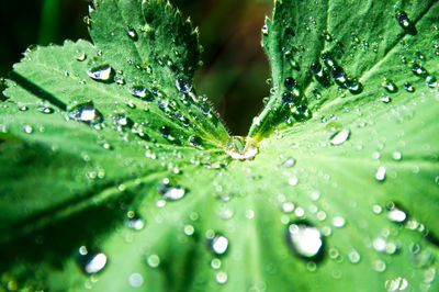 Close-up of wet leaves on rainy day