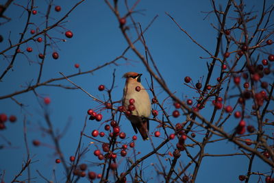 Low angle view of bird perching on tree against sky