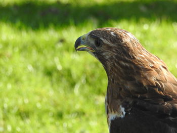 Close-up of a bird on field