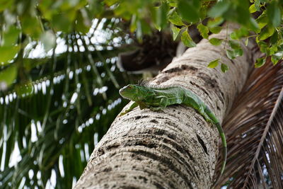 View of lizard on tree trunk