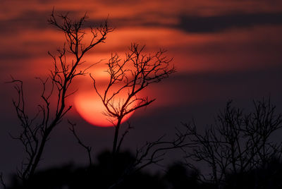 Silhouette bare tree against dramatic sky during sunset