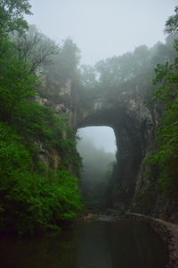 Scenic view of forest against sky