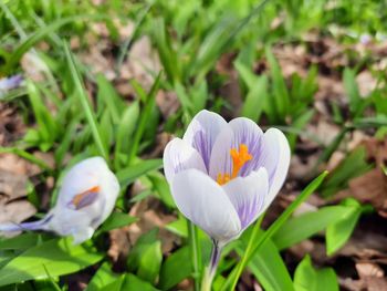 Close-up of white crocus flowers on field