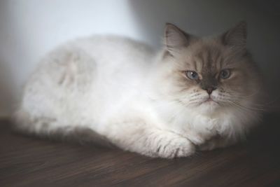 Close-up portrait of cat relaxing at home