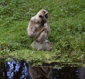 Monkey sitting on a lake