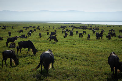 Wildebeests grazing in a field