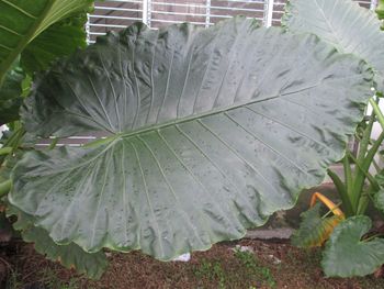 Close-up of fresh green plant