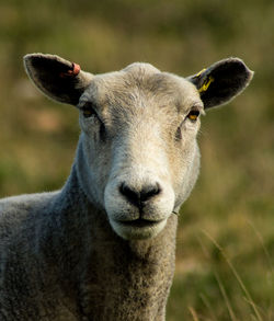 Close-up portrait of a sheep