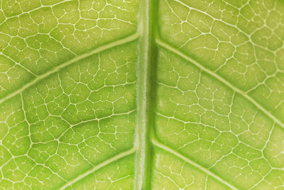 Full frame shot of green leaf