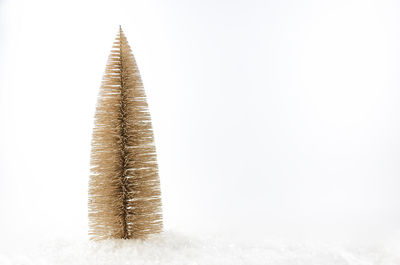Close-up of snow covered plant against white background