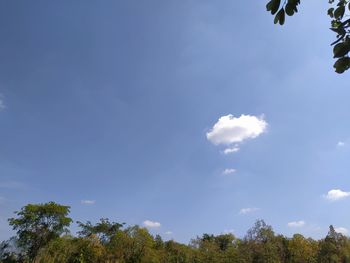 Low angle view of trees against blue sky