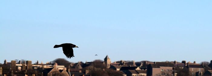 Bird flying over city against clear sky