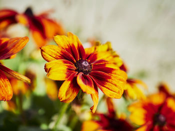 Close-up of orange pollinating on yellow flower
