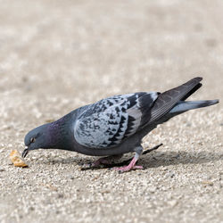 Close-up of pigeon eating