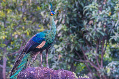 Close-up of peacock perching on tree