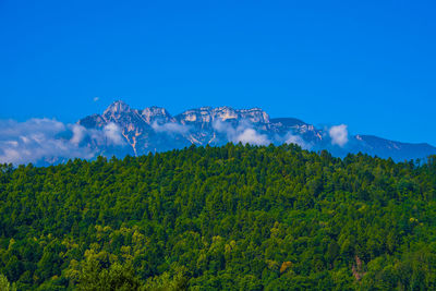 Thick forest with the alps and the blue sky as a background, on lake levico in trento, italy