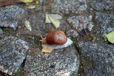 Close-up of snail on rock