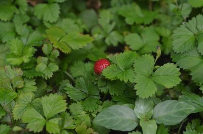 Close-up of strawberry growing on plant