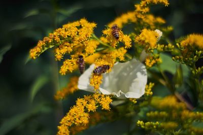 Close-up of yellow flowering plants on field