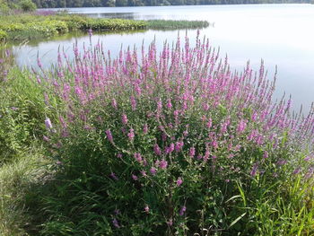 Pink flowering plants on field by lake