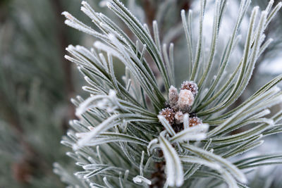 Close-up of pine cone on tree during winter