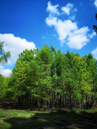 Trees growing in forest against sky