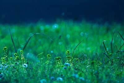 Close-up of grass on field